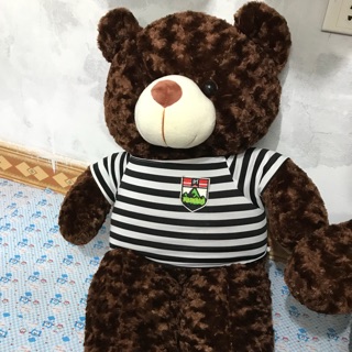 Gấu teddy màu sôcla khổ vải 1m