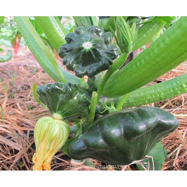 Hạt_Giống_Bí_Đĩa_Bay_Mix 15 hạt( tặng kèm kích mầm và phân bón )