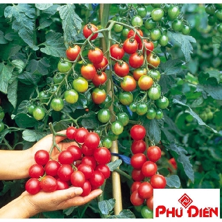 30 hạt giống cà chua chuỗi ngọc  PHÚ ĐIỀN