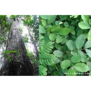 cây gõ mật cao 50- 70cm mua 1 tặng 1.