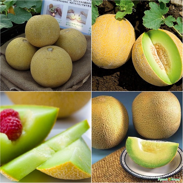 Hạt Lưới Dưa Lưới Vỏ Vàng (tặng kèm phân bón)