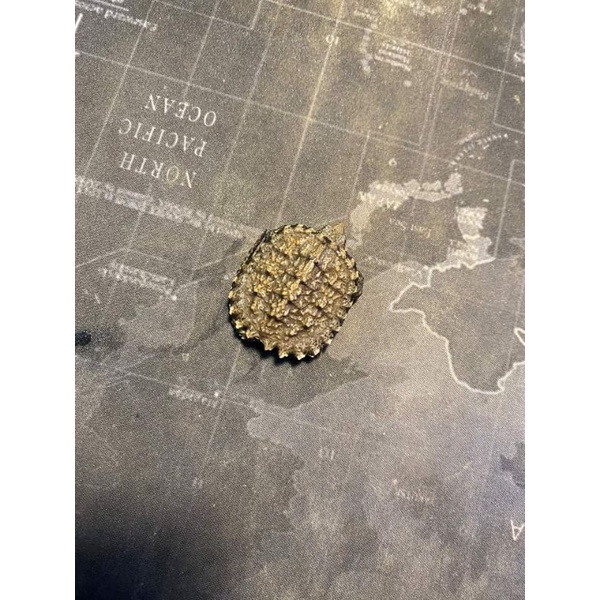 Rùa Common snapping baby mini cực đẹp