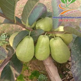 Cây giống ổi  lê đang trái