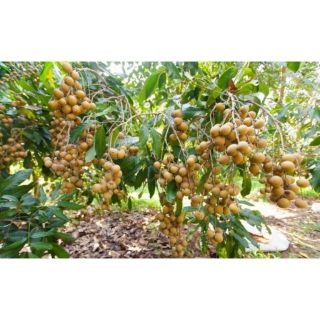 1kg đạm Urê Hà Bắc