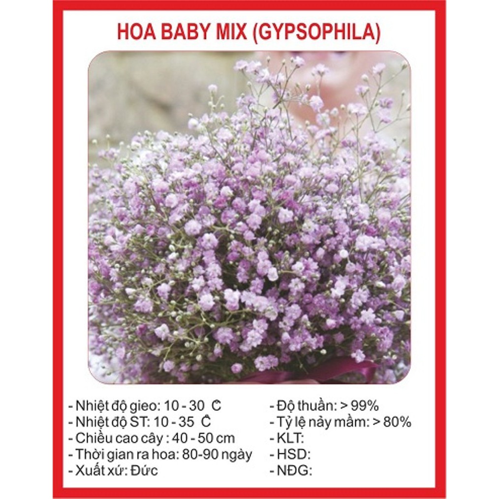 [GIÁ GỐC] Hạt giống Hoa Baby mix nhiều màu - 50 hạt