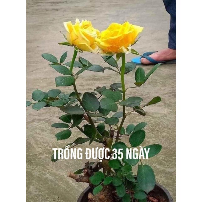 COMBO 10 GỐC HOA HỒNG NHẬP NGOẠI