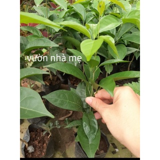 Cây lan tỏi