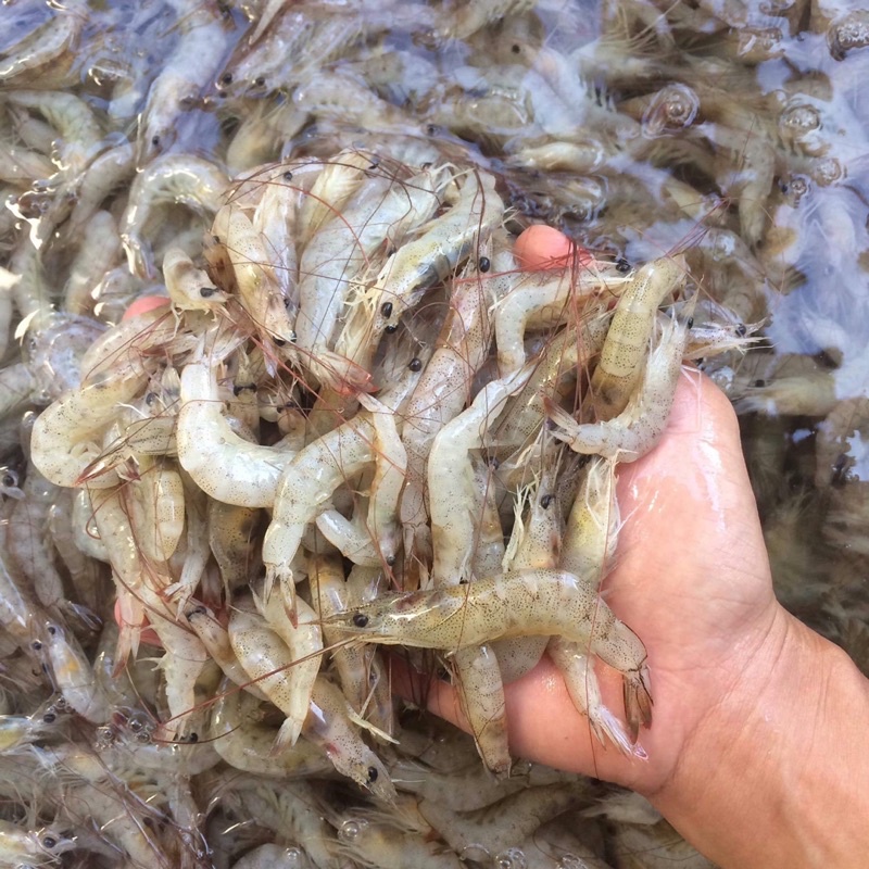 Tôm bạc thiên nhiên đông lạnh Con Tôm Rừng 300g