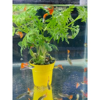 Chậu dùng trồng cây thuỷ sinh ( có thể set up phân nền cho hồ nhỏ )