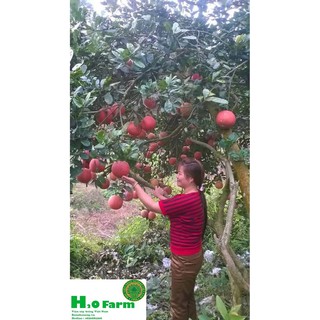 Cây Bưởi Đỏ Tiến Vua Ghép Từ Viện