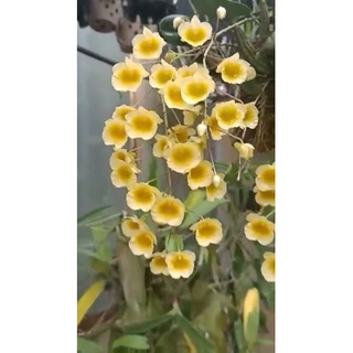 1 cụm Cây giống lan rừng Vảy rồng