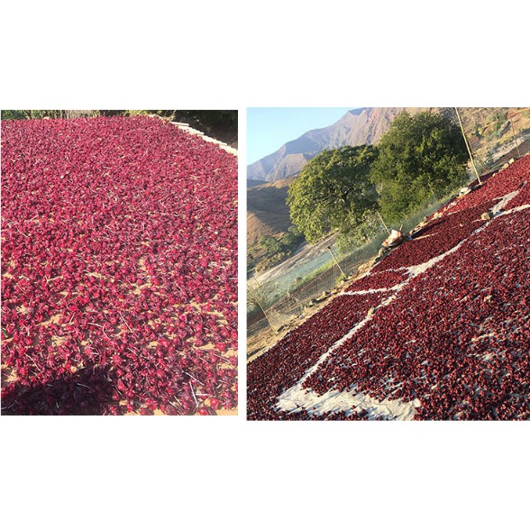 Chin Tea- GIÁ SỈ  TRÀ ATISO ĐỎ