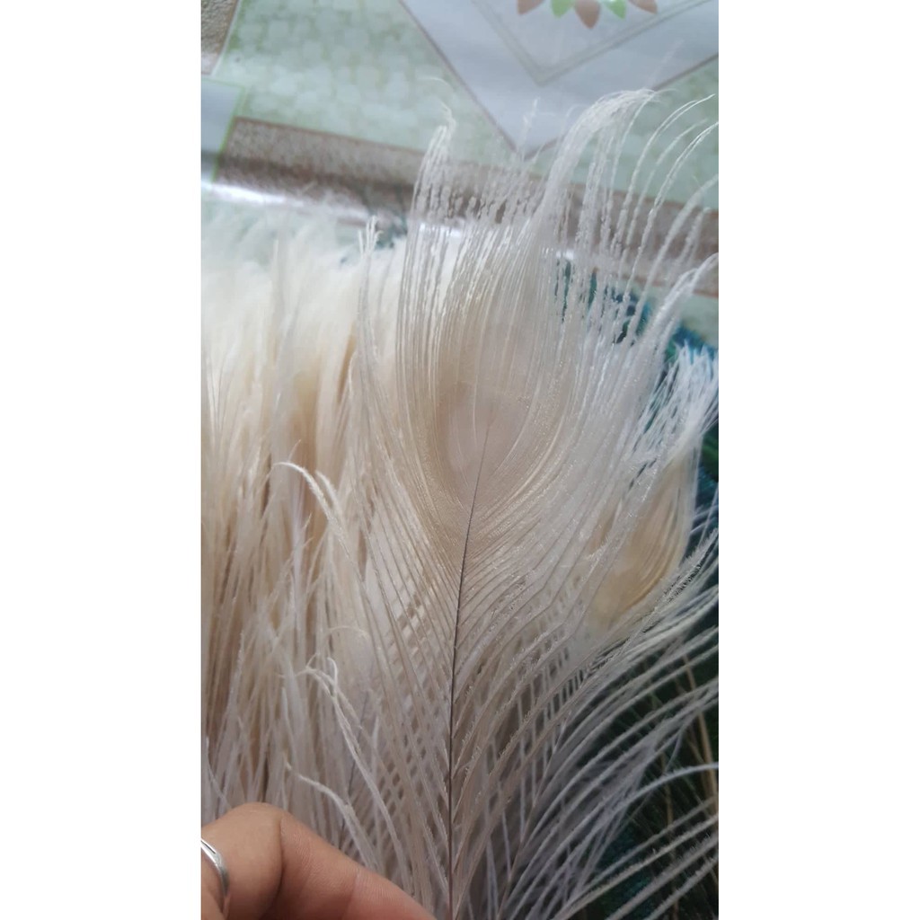 10 Lông công Trắng Ấn Độ 25-30cm – Mắt vừa tự nhiên 100% | BigBuy360 - bigbuy360.vn