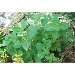 cây giống húng chanh