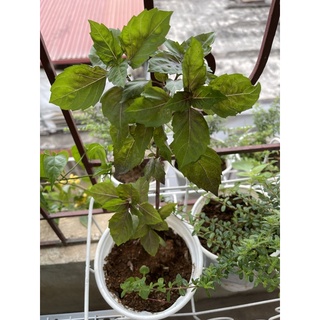 Purple basil / cây húng tây (quế tây) tím