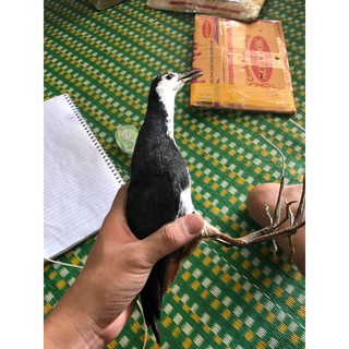 Chim quốc mồi giả