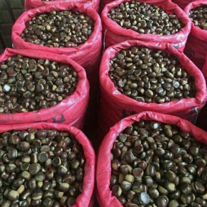 sỉ lẻ hạt dẻ sống 1kg
