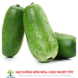 Hạt giống bí xanh F1 1g