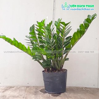 Cây kim phát tài, cây kim tiền