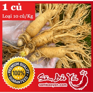 1 củ nhân sâm tươi hàn quốc loại 10 củ/kg - sâm bảo yến
