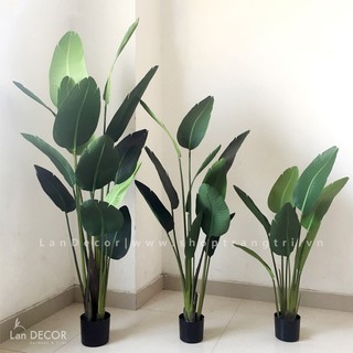 💥 Cây giả Lan Decor - Chuổi rẻ quạt nhà ở, tiểu cảnh, ban công (Cao 120cm, 160cm, 180cm)