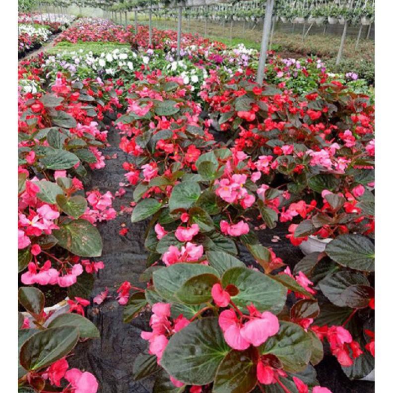 THU HẢI ĐƯỜNG-CHẬU ĐANG HOA + Tặng 01 cây dâu da đất