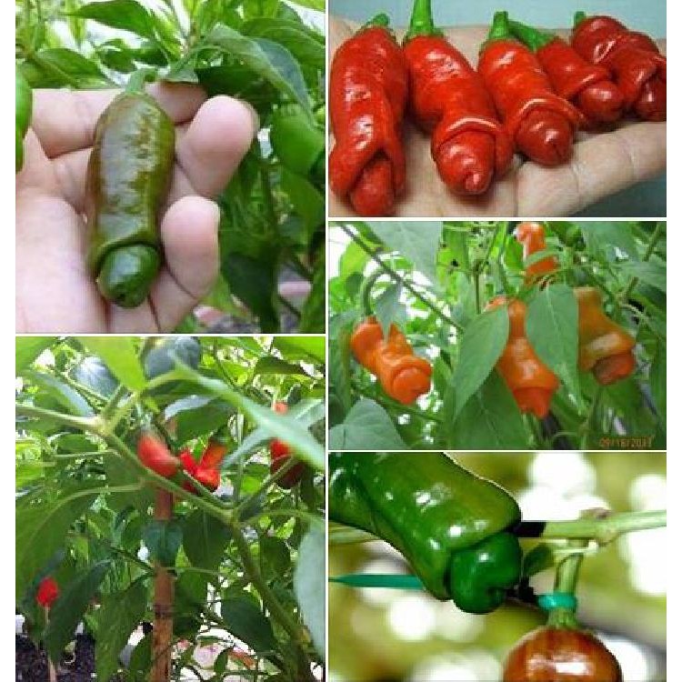 Hạt Giống Ớt Cu Tí  - 1 gói 10 hạt