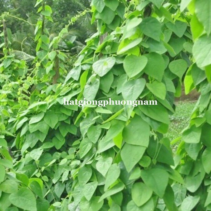 HẠT GIỐNG SƯƠNG SÂM LÔNG
