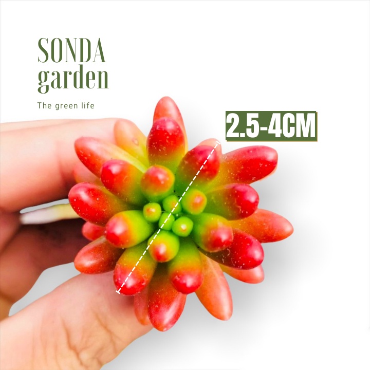 Sen đá thạch ngọc đỏ SONDA GARDEN size mini 2.5-4cm, xuất xứ Đà Lạt, khoẻ đẹp, lỗi 1 đổi 1