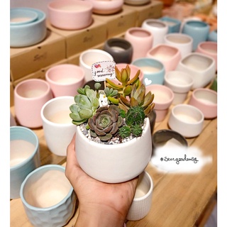 Chậu cây sen đá mix xương rồng ngẫu nhiên - quà tặng đáng yêu