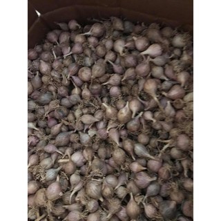 TỎI 1 NHÁNH SƠN LA