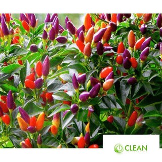 Hạt giống Ớt ngũ sắc (20 hạt)