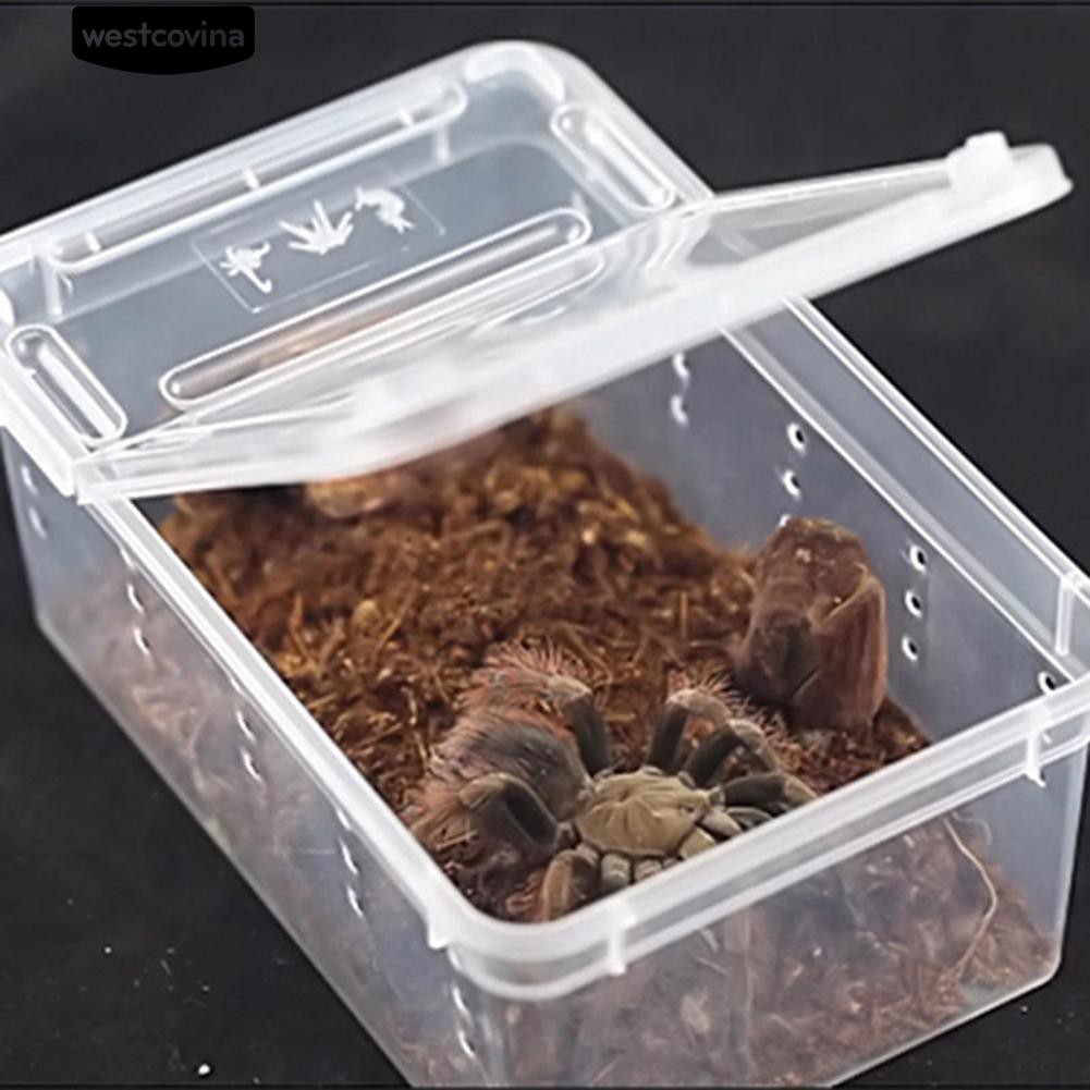 Hộp sinh sản cho thú cưng bò sát/ côn trùng/ lưỡng cư