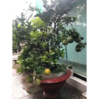 Cây Bưởi Giống Trồng Chậu