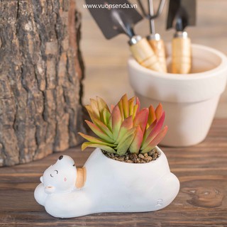 Chậu gấu bắc cực (nhựa cứng) - Vườn sen đá