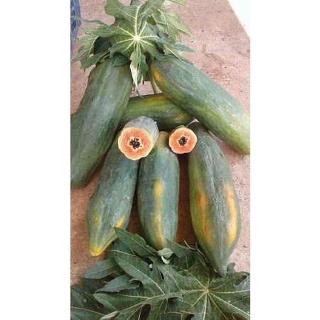 Hạt giống đu đủ khổng lồ MangNum F1