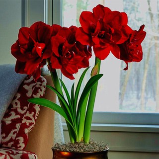 Hoa lan huệ kép, Amaryllis Velvet Nymph, Hoa loa kèn