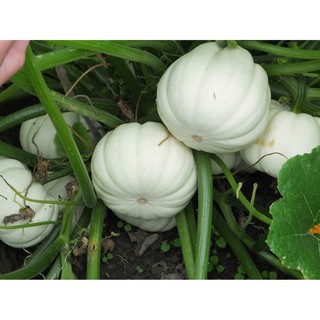 1GR - HẠT GIỐNG BÍ NGÔ MINI MIX