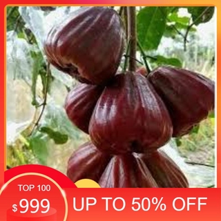 GIỐNG ROI ĐỎ THÁI LAN sai quả ngọt mát - Cây giống chuẩn F1