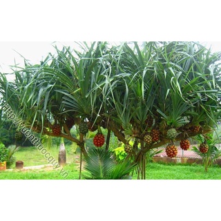 Dứa dại mua 6 tặng 1