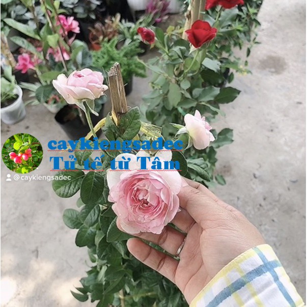 caykiengsadec cây hoa Hồng leo (màu Hồng) + tặng  phân bón-hoa kiểng lá-trang trí nội thất cảnh quan sân vườn ngoài trời