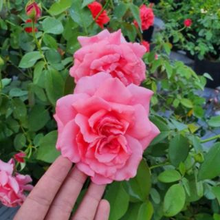 Hồng cổ Tàu (hồng cổ Trung Quốc)tặng kèm phân bón
