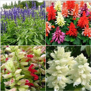 Hạt giống hoa xác pháo mix 100 hạt (TẶNG gói kích thích hạt nảy mầm)