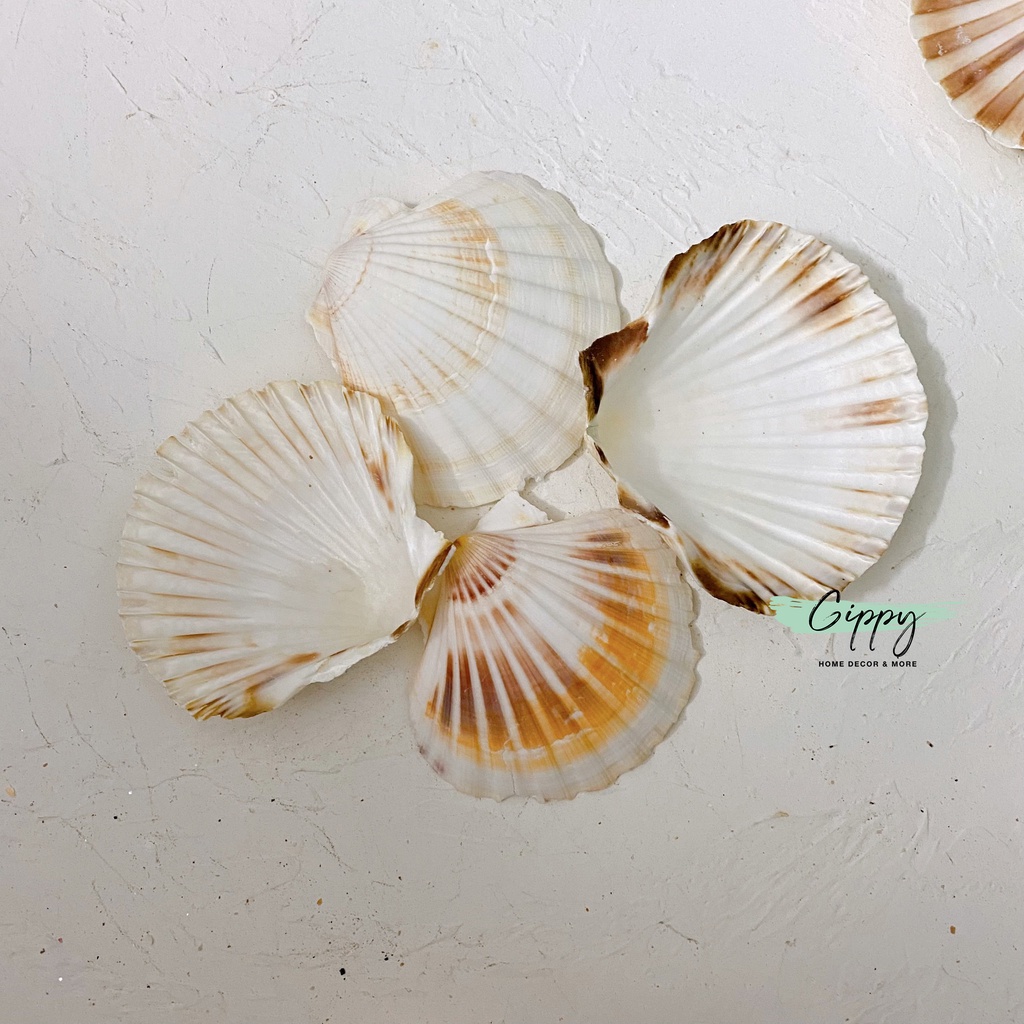 Vỏ sò, san hô trang trí thủy sinh, phụ kiện chụp ảnh - Gippy Decor