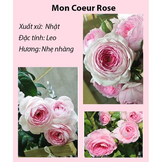 Cây hoa hồng Mon Coeur