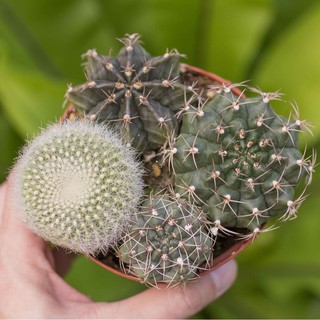 Xương rồng mix 4 loại ngẫu nhiên