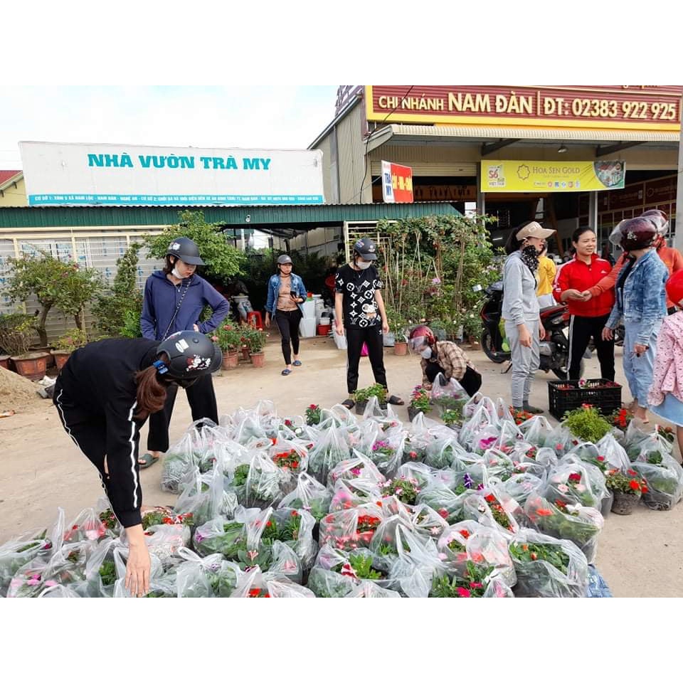 Củ ly cao thơm cho hoa Tết