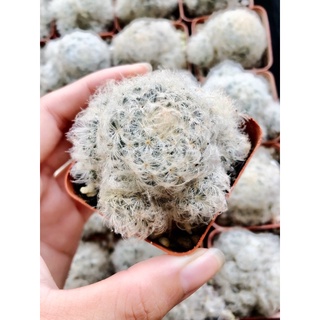xương rồng gai tuyết