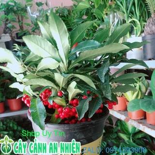 Kim Ngân Lượng Mẫu Để Bàn