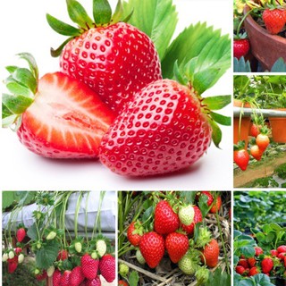 Hạt giống Dâu Tây Đỏ quả to, chịu nhiệt. Nảy mầm mạnh, kháng sâu bệnh, sinh trưởng tốt nhập khẩu-  chuyên dụng.